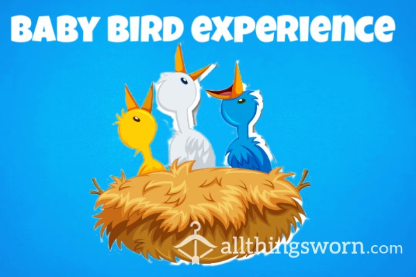 Babybird Experience