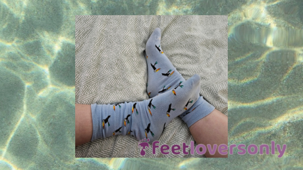 🦜Big Blue Toucan Socks🦜