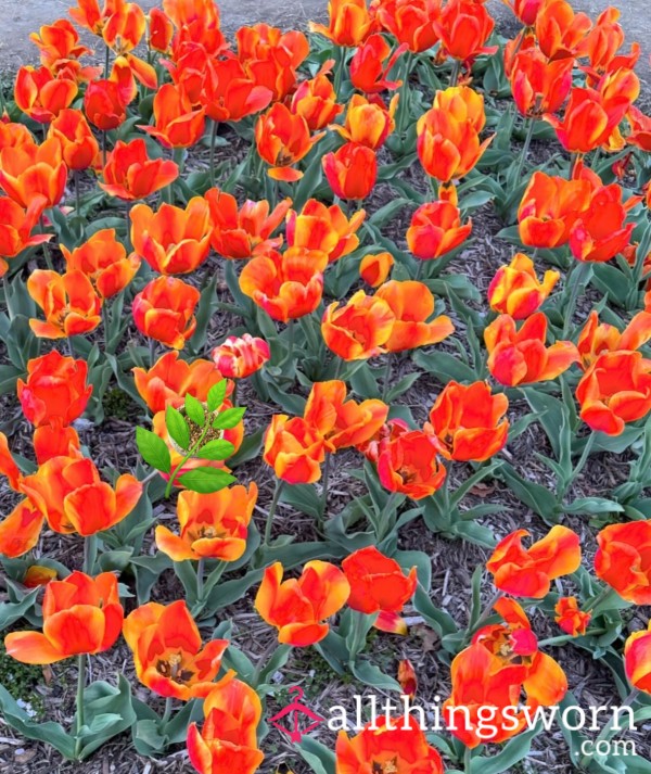 Flower Bouquets