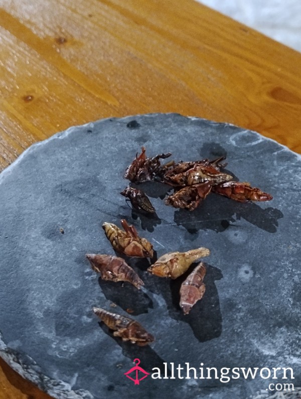 Tasty Insects