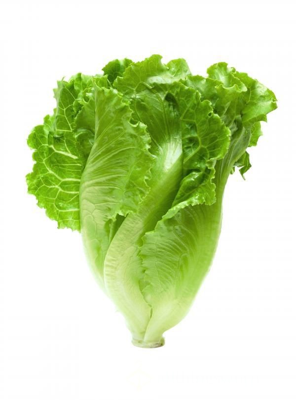 Lettuce_lover