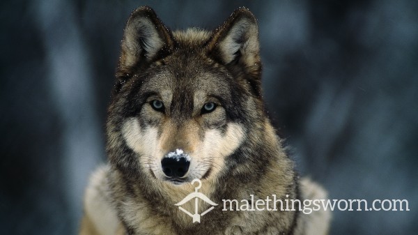 WolfeWolfe